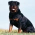 Kratki opis rottweiler. Pozitivne i negativne strane pasmine